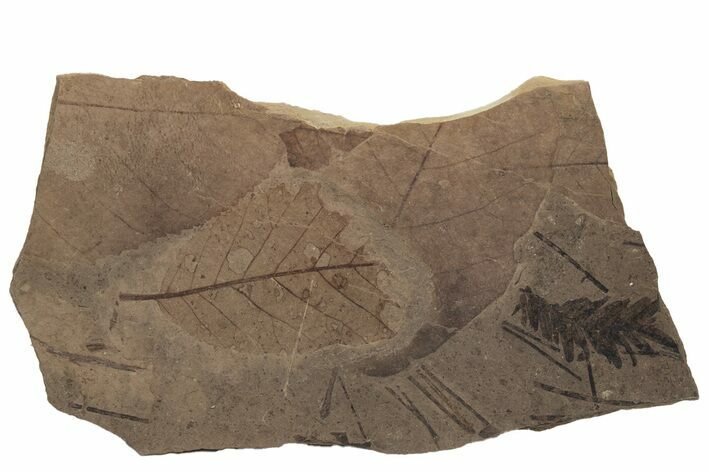 Fossil Leaves (Betula, Metasequoia, Pinus sp) - McAbee, BC #220694
